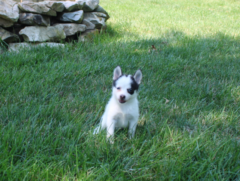 puppy, for, sale, Pomsky, Matthew B. Stoltzfus, dog, breeder, Gap, PA, dog-breeder, puppy-for-sale, forsale, nearby, find, puppyfind, locator, puppylocator, aca